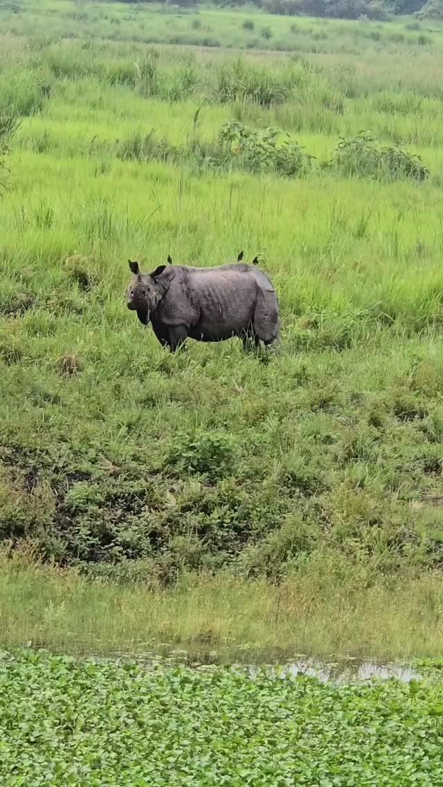 Kaziranga - One Horn Rhino