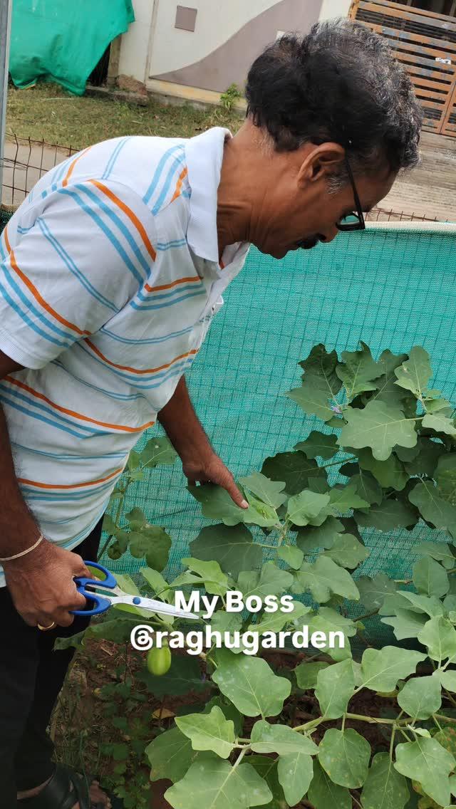 My Boss (my king) harvesting  thank u guru garu