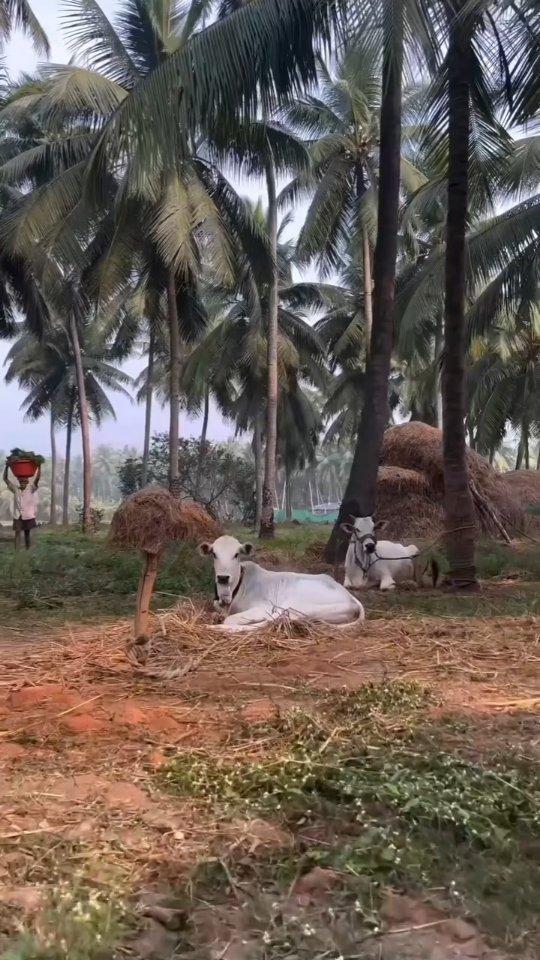 మా గోదావరి అందాలు ❤️