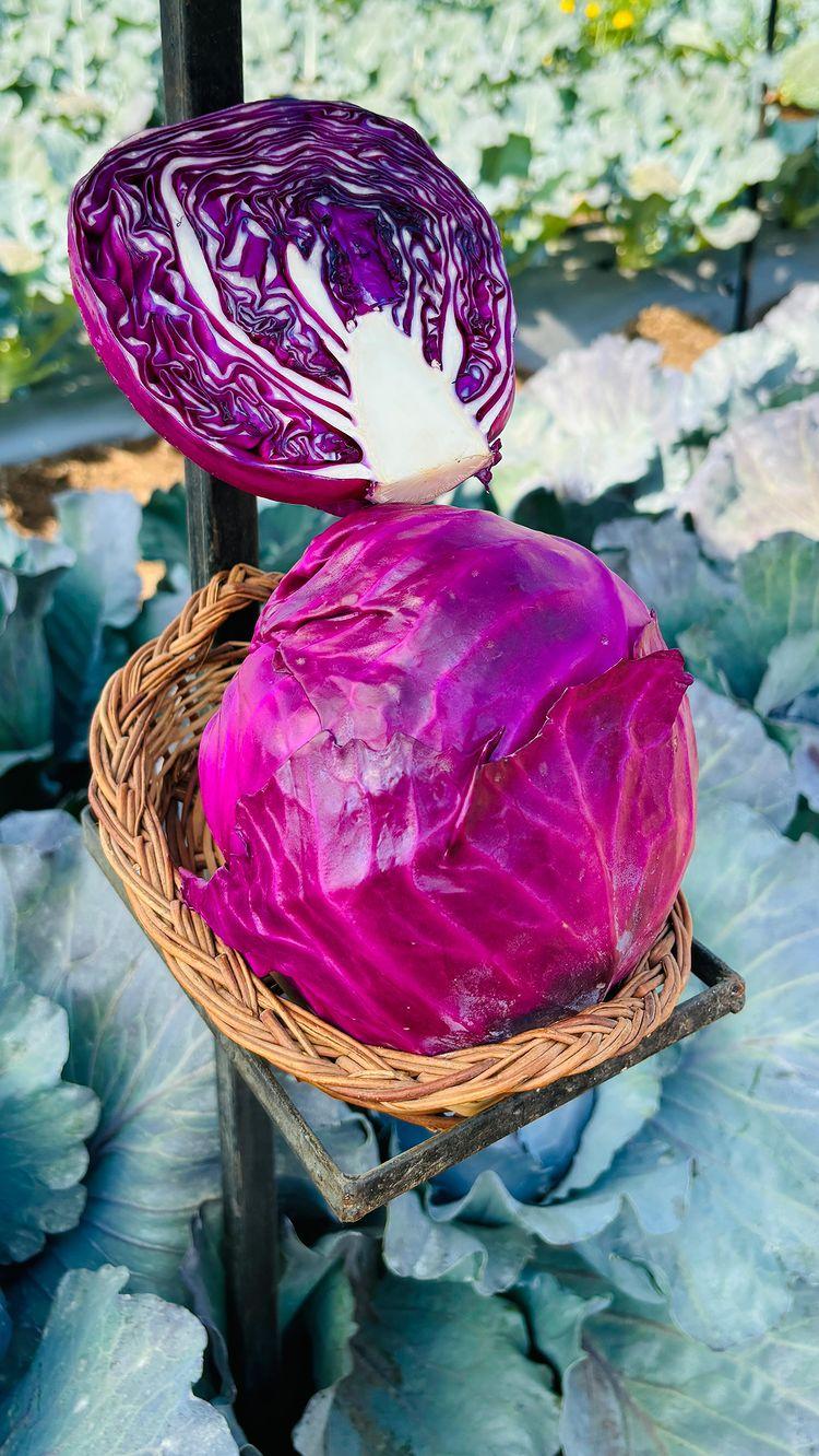 Red Cabbage 🥬