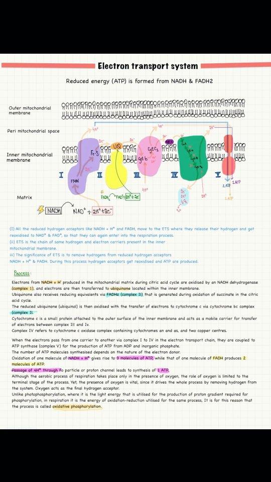 Comment NEET 2025 for the PDFs ✅
Aerobic Respiration✅