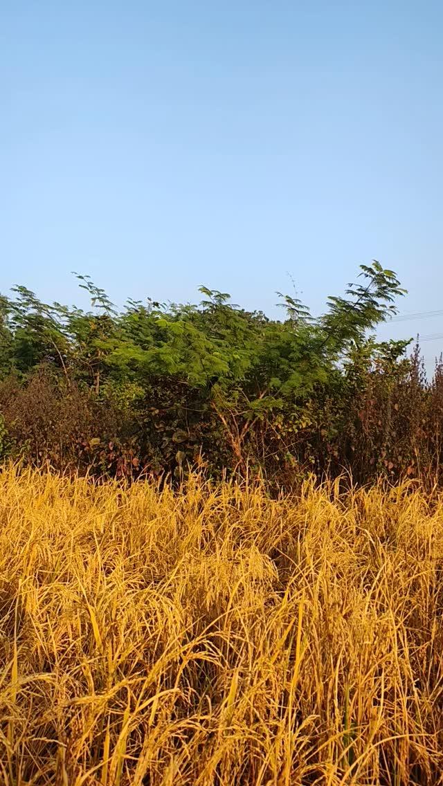 Koel 

#koel #instgaramreels♥️ #bhapuri #jharkhand_se_hai #hazaribagh #bolenpisang #koderma #instgaramreels♥️ #viralvideos #