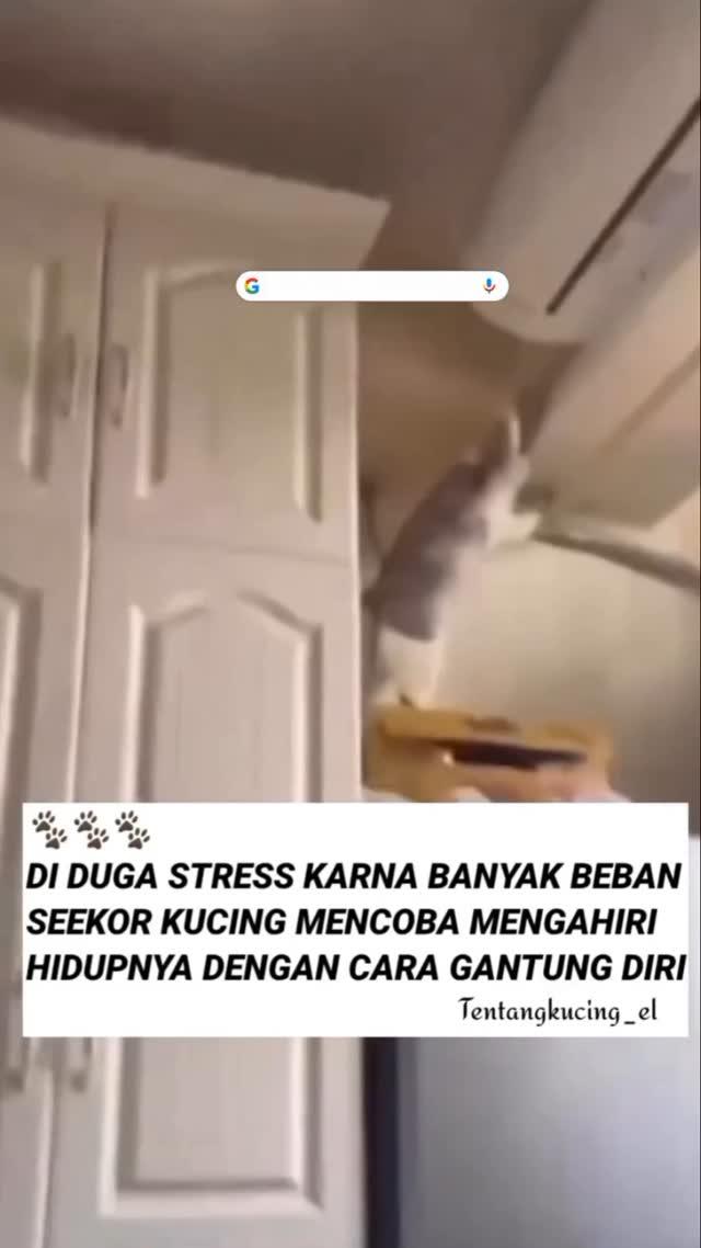 Si mpussss ada aja anjay 🤣🤣 

Source by sedikitambyar_real