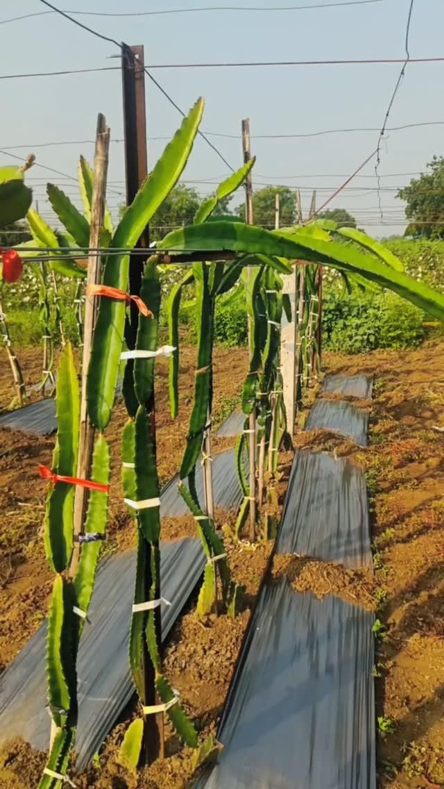 ड्रगॉन फ्रूट मल्चिंग पेपर प्रयोग 
Dragon fruit trellis system 
shivamdragonfruitfarm #shoot #dragonfruitfarm #dragontrellissystem #dragon #dragonfruit #dragonplant #dragongrowth #agriculture #jalnafram #jalnakar #jalna #mh21jalna #mh20संभाजीनगरकर #setkariraja #setkari🔥🔥❣️ #setkari_pattern👳✌️ #setkari_is_brand_❤️👑 #setkariशेतकरी✨🌱👑💯 #setkariputra🌱 

Founding and History: BMW, Bayerische Motoren Werke AG, was founded in 1916 in Munich, Germany, initially producing aircraft engines
The company transitioned to motorcycle production in the 1920s and eventually to automobiles in the 1930s
2
Iconic Logo: The BMW logo, often referred to as the "roundel," consists of a black ring intersecting with four quadrants of blue and white
It represents the company's origins in aviation, with the blue and white symbolizing a spinning propeller against a clear blue sky
3
Innovation in Technology: BMW is renowned for its innovations in automotive technology
It introduced the world's first electric car, the BMW i3, in 2013, and has been a leader in developing advanced driving assistance systems (ADAS) and hybrid powertrains
4
Performance and Motorsport Heritage: BMW has a strong heritage in motorsport, particularly in touring car and Formula 1 racing
The brand's M division produces high-performance variant

Caption 2nd -


The Tesla Cybertruck is an all-elelctric,se Battery-powered light-duty truck unveiled by Tesla, Inc,

Here's a comprehensive overview of its key features and specification:

Tesla Cybertruck Overview

Design in Structure

• Exterior: The cybershrak has a distinctive,
angular stainless steel exoskeleton design for durability and passenger protection
It featured ultra-hard 30X colled-rolled stainless steel and armoured glass
Dimensions: approximately 231.7 inches long, 79.8 inches wide
and 75 inches tall, with 6.5-foot cargo bed
Performance and Variants

• Single Motor RWD:
• 0-60 mph: ~6.5 seconds
• Range: ~250 miles
• Towing Capacity: 7,500 pounds
• Dual Motor AWD:
• 0-60 mph: ~4.5 seconds
• Range: ~300 milesal • Towing Capacity: 10,000 pounds
• Tri-Motor AWD:
• 0-60 mph: ~2.9 seconds
• Range: ~500 miles