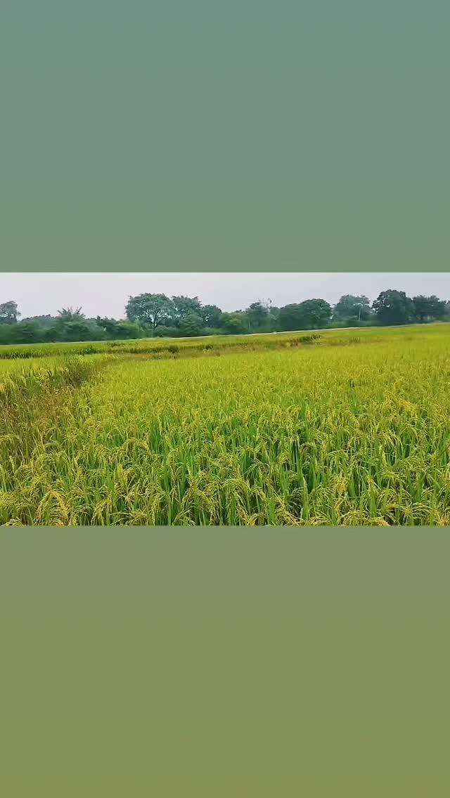 FARMING 🌾🌾🌾
।
।
।
।
।
।