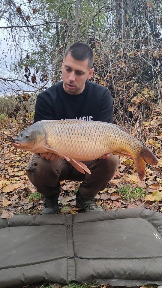 Za kraj sezone, uživo sa vode sa prelepim Tiskim divljakom💪🍂🍁

U snimku sam rekao većinu bitnih stvari ali čisto da napišemo da je ova riba uzela, Neutral boilu 16mm, udipovanu u Bait Booster Čoko-Banana🍌🍫

Ovaj Booster se pokazao kao jedan od najboljih, pored Jafe i River Gamarusa i za dipovanje kukuruza i Tajgera kao i Boila
Takođe bi napomenuo i Amino Booster Čoko-Bananu za spod mix, koji je dao mnogo kapitalnih primeraka ove sezone maltene u toku cele sezone🍌🍫💪

Uskoro video kao što sam rekao, rezime cele sezone sa većine naših divljih voda, biće mnogo infirmacija korisnih svim šarandžijama od amatera do iskusnih
Pozdrav i Bistro do sledeće sezone😉👍