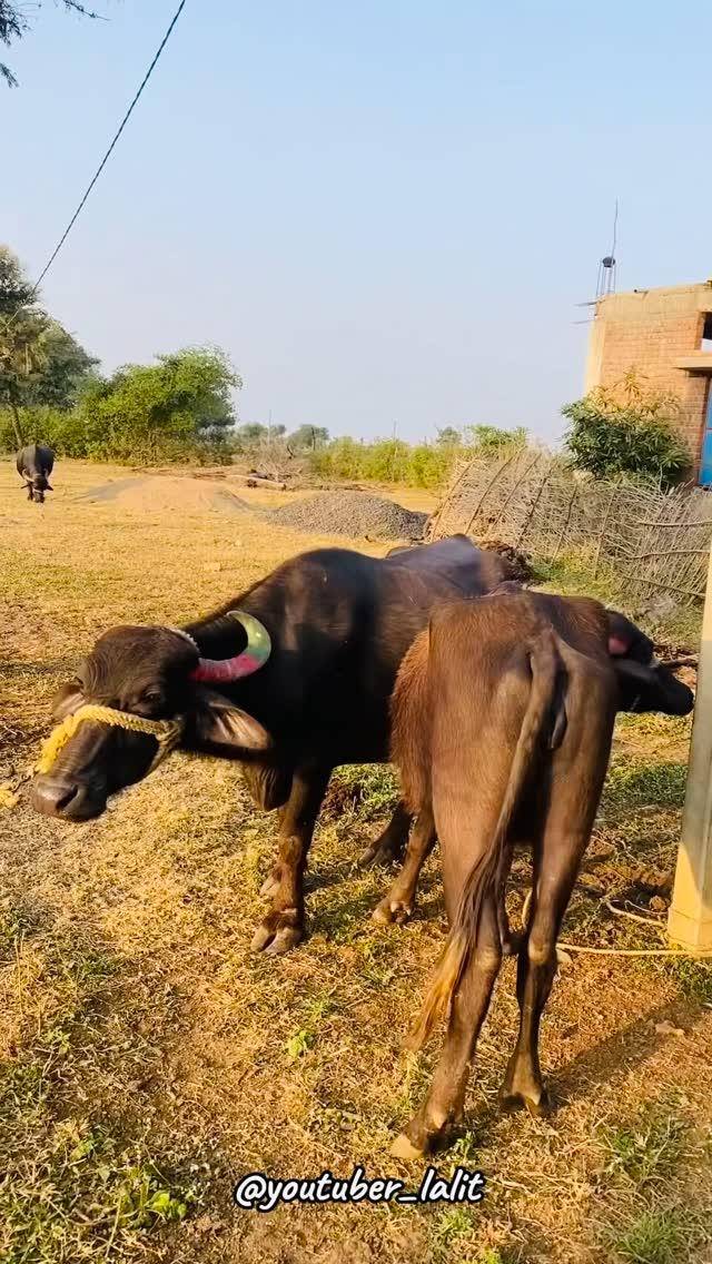 GAAV VALI LIFE 🌿🌾🦌| 

youtuber_lalit #viral #view #minivlog #dailyvlog #followforback #travelvlog #adivasivlog #desivlog #naturevlog #falling #djdev #barawarda #traveltheworld #pratapgarh #10kcompleted #youtuber_lalit #funnymoments #