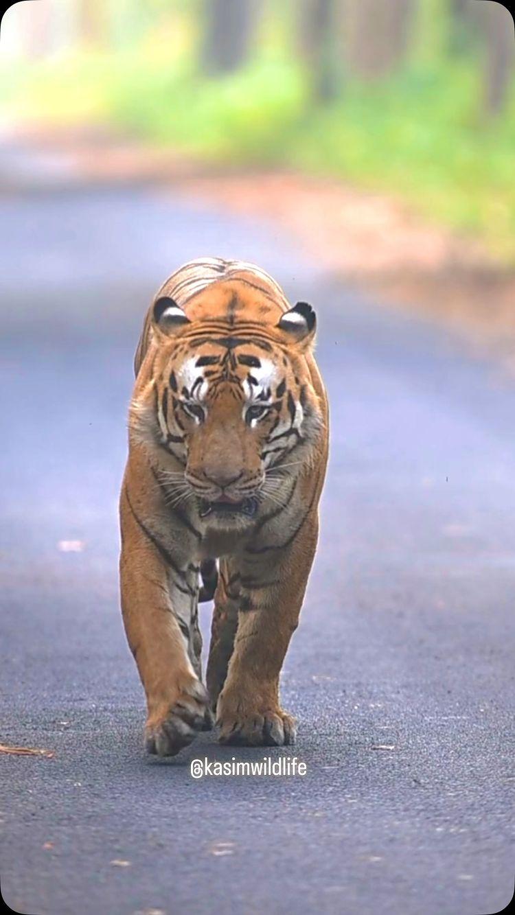 Royal walk !!

Pilibhit tiger reserve 
kasimwildlife 

#pilibhit #pilibhittigerreserve #wild #wildlife #wildlifephotography #wildcatsofindia #nature #naturephotography #bigcats #video #indianwildlife #tiger #capture #animals #animalphotography #reels #photography #intothewild #trending #reel #reelsinstagram #reelitfeelit #videos #nikonphotography #travelphotography #reelsvideo #pic #trendingreels #safari bigcatswildlife indian_wildlifes mptourism bbcearth discovery