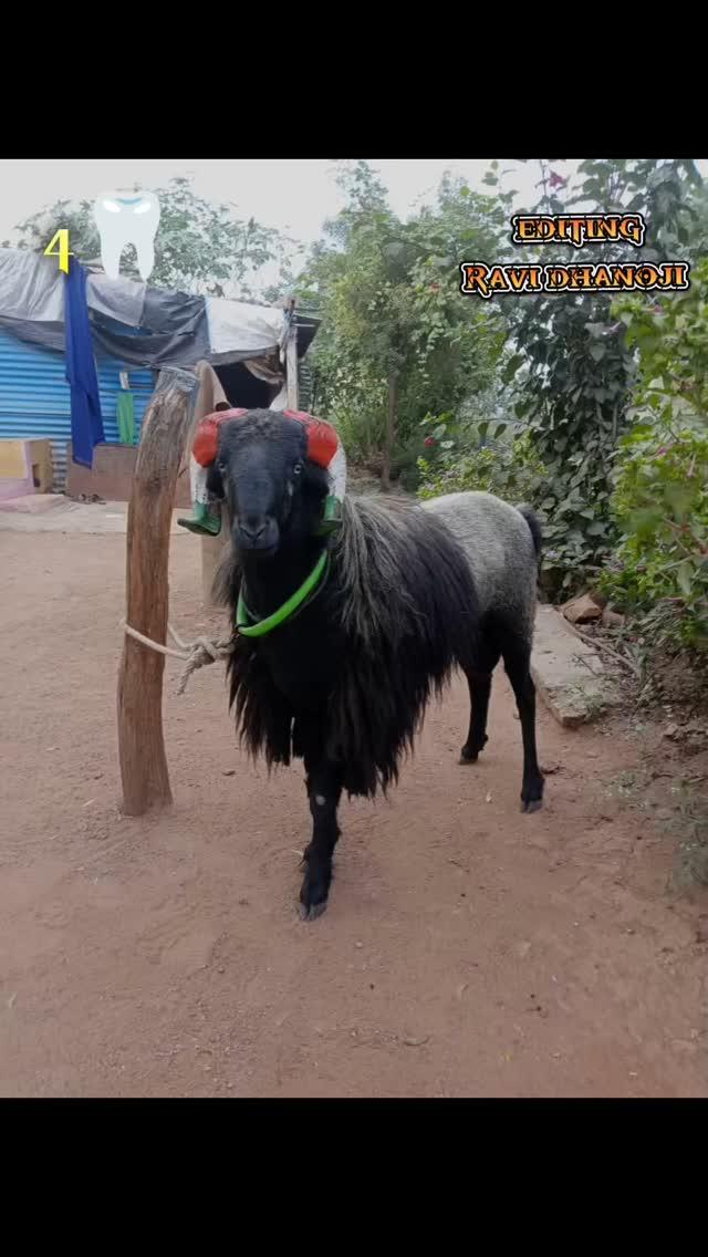 4🦷 🐏ಅಣ್ಣಾರ ಈ ಮರಿ ಕೊಡೋದ್ ಐತೆ ನೋಡ್ರಿ🐏