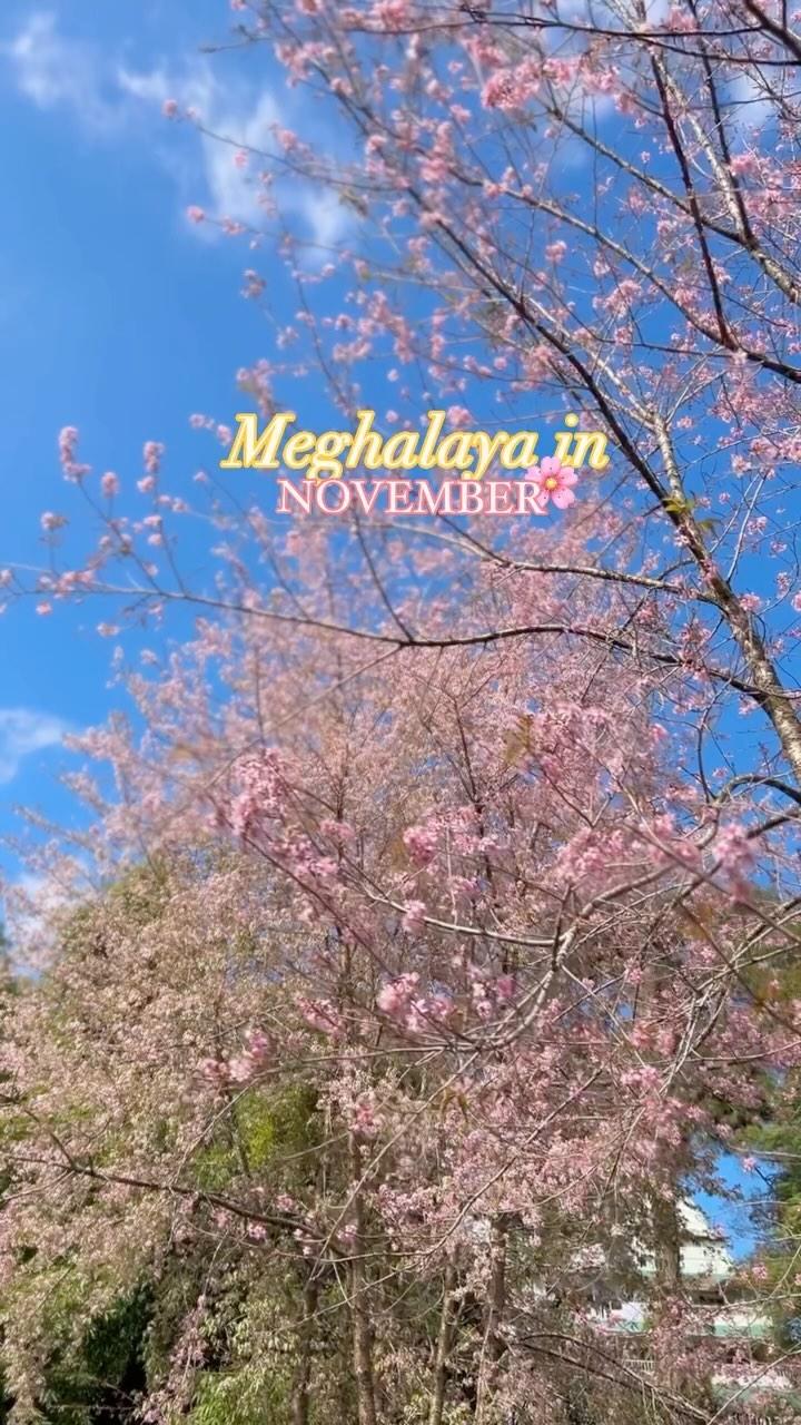 Shillong's Sakura🌸