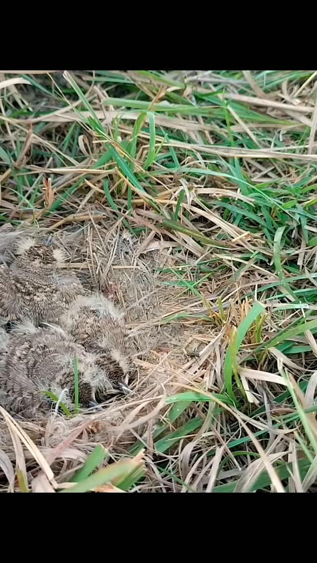 Cute bird feeding food to kids