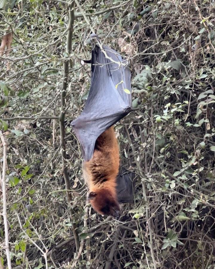 The old peepal tree outside the haveli has been home to these flying giants for as long as I can remember
Imagine, as a child, watching these large wings, swashing, beating across the inky sky
Spooky
But now they seem majestic, their mantle glowing in the setting sun
Indian flying fox (Pteropus medius)