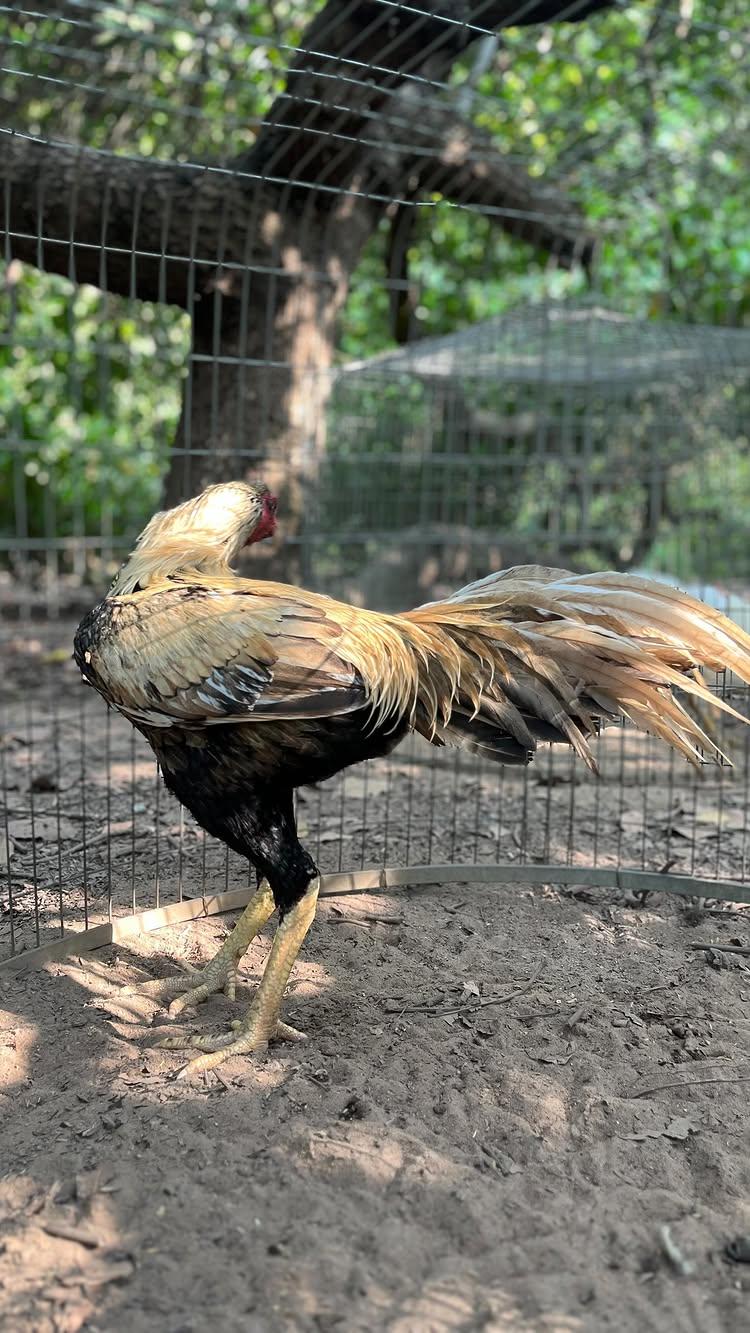 Patta 🔥
No birds were harmed in this video 
We are not against Instagram rules 
godavari__panja