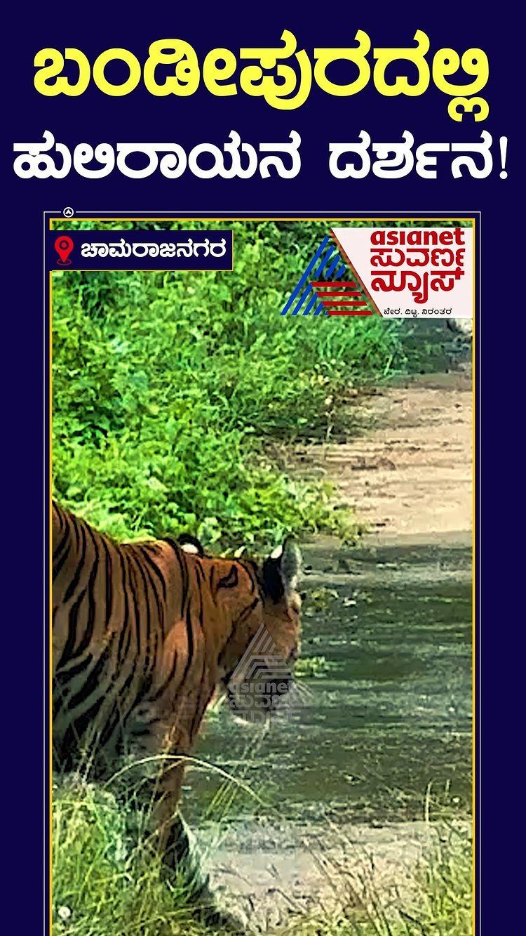 ಚಾಮರಾಜನಗರ: ಬಂಡೀಪುರದಲ್ಲಿ ಹುಲಿರಾಯನ ದರ್ಶನ