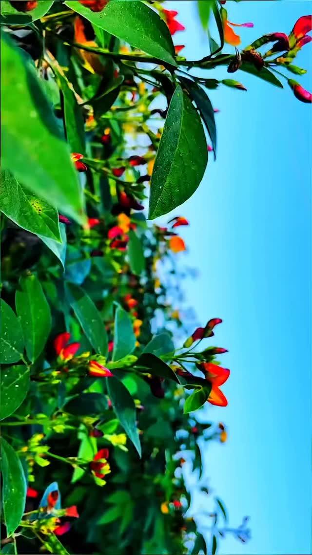 तुवेर 🌿🍃

itz_mujalde_jiii