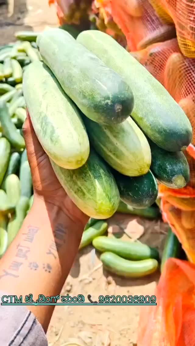 #chikkaballapura #market #cucumber #price today