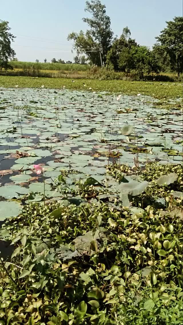 Lotus pound village