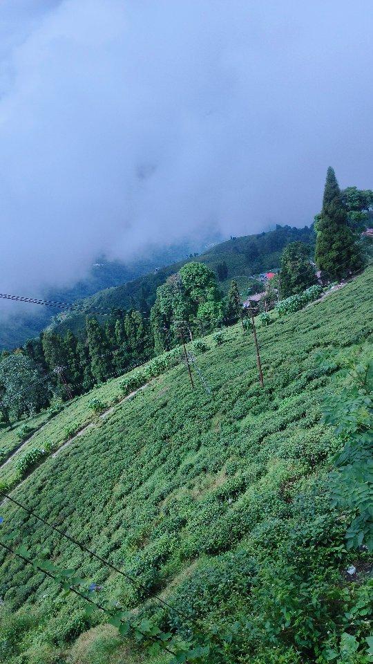 Queen of Hills'🌲⛰️🌊
Darjeeling 

darjeeling #darjeelingdiaries diaries #siliguri #india #sikkim #travel #nature #westbengal #kalimpong #mountains #photography #travelphotography #incredibleindia #darjeelingtourism #instagram #himalayas #gangtok #kurseong #northeastindia #kolkata #mirik #darjeelingtea #northeast #travelgram #sikkimtourism #northbengal #instagood #hills #tea #love 
satishsingh__04