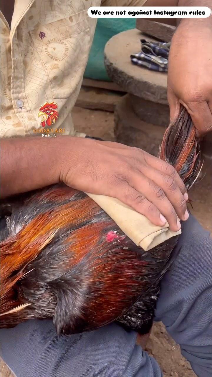 Tayari 
No birds were harmed in this video 
We are not against Instagram rules 
godavari__panja