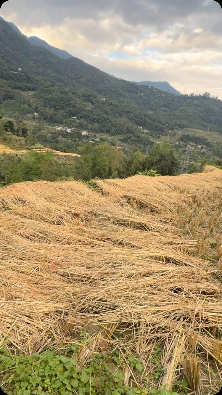 Traditional style rural rice harvest