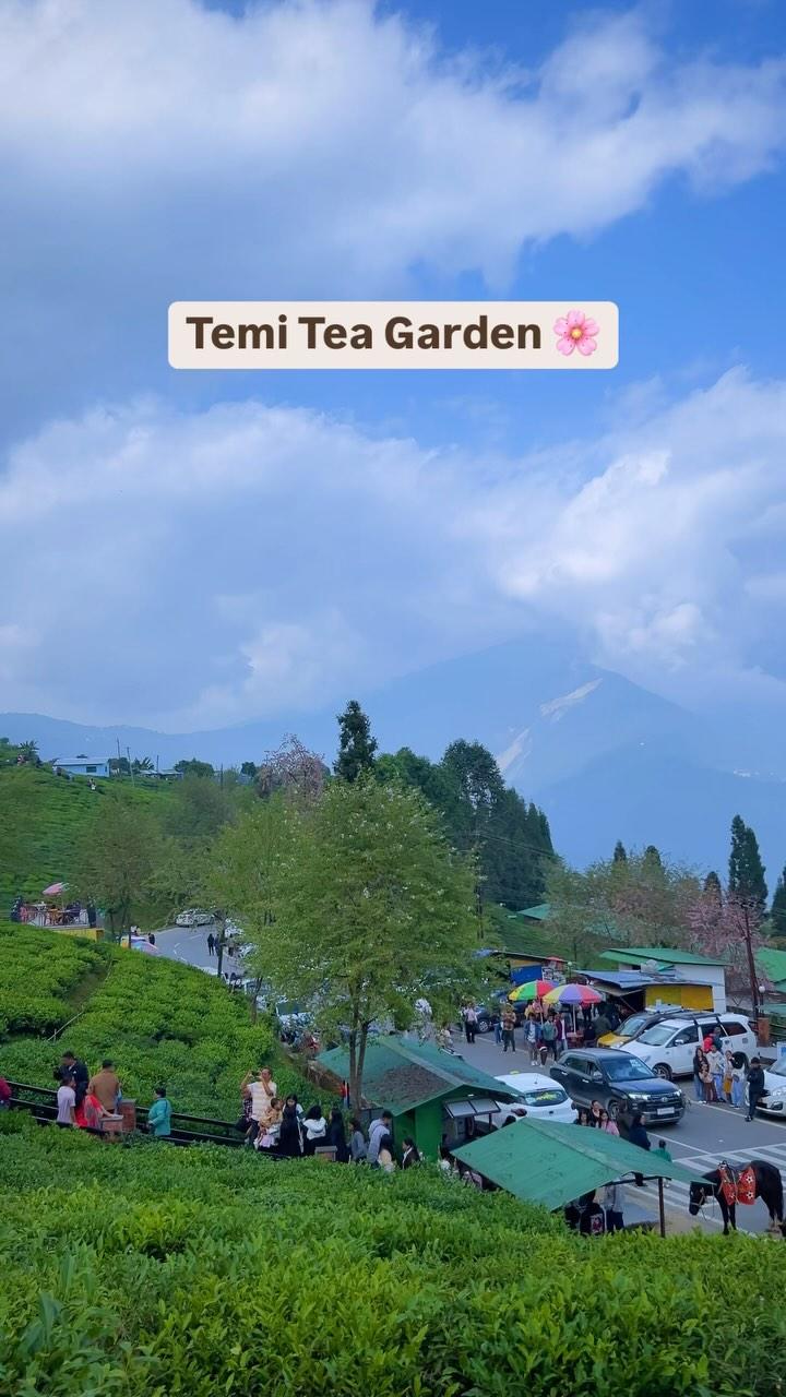 Temi Tea Garden is located in Namchi in the northeastern Indian state of Sikkim
Follow for more explore_with_surya_