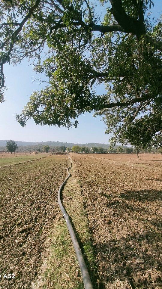 गाँव में इन दिनों सबसे ज्यादा किस चीज़ की फ़सल होती हैं