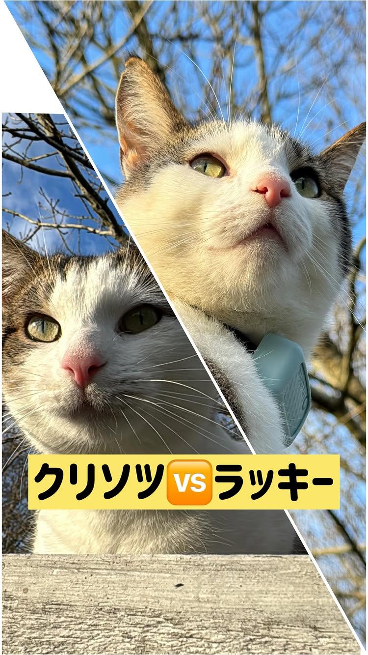 クリソツ猫v.ボス猫•ラッキー。小屋の上の猫に「ラッキー、ちゅーる居る？」って聞いたら、久しぶりのそっくりさん！また間違えた。

クリソツ猫、しばらく見ないうちに大きくなってる。未去勢だから、顔がオッサン化しつつある😅 

せっかくだから、クリソツもちゅーる食べてみる？ 
猫生•初だよね。最初は警戒されたけど、匂いに釣られて近付き、美味しそうに食べてました。イギリスの野良猫も、ちゅーるにゾッコン❤️

って、気付いたらラッキーが足元にいた。
やばい😨 日本製ちゅーるをあげたの見られた？

ボスの登場に、顔を思いっきり背けて、服従態勢のクリソツ…。

ボス猫は相手が対抗の姿勢を見せなければ、それ以上何もしない😅 

その後、小屋の上で2匹でウトウト日光浴。
でも1メートル以内に近付く事はないし、お互い警戒して熟睡はしてないようでした。

太陽がかげると、クリソツはどこかに行ってしまった。どこかに寝床と食事する場があるのかな？ 大きくなったタマタマ、去勢したいなぁ…

(ラッキーの800投稿目！なのに、投稿がクリソツメインになってしまった😆)


他の投稿も見てにゃFollow me➡️ neko.sampo 

．

ーー
#猫 #cat #猫がいる生活 #ねこ #猫のいる暮らし #キジシロ #キジ白 #キジシロ男子 #キジシロ無限大 No.14