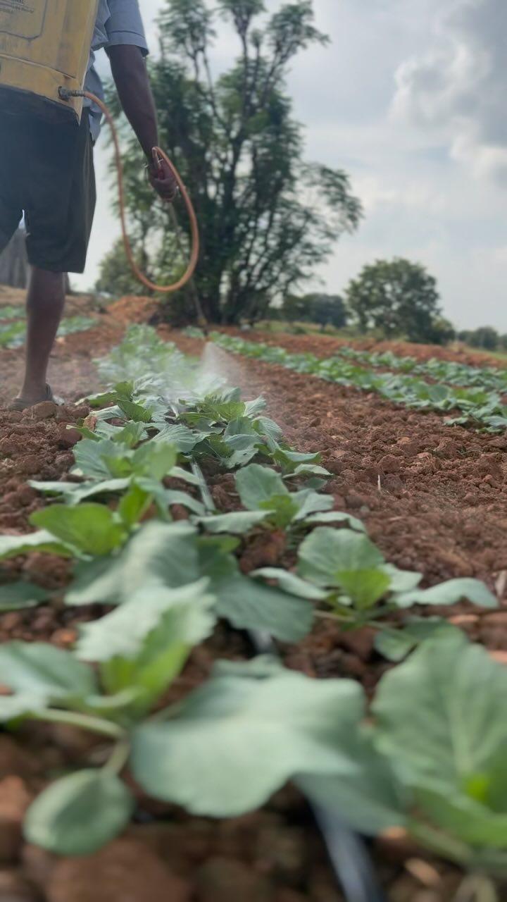 Spray for cabbage