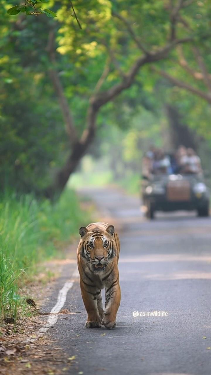 Pilibhit tiger reserve
kasimwildlife

#pilibhit #pilibhittigerreserve #pilibhitstories #wild #wildlife #wildlifephotography #wildcatsofindia #nature #naturephotography #bigcats #video #indianwildlife #tiger #capture #animals #animalphotography #reels #photography #intothewild #trending #reel #reelsinstagram #reelitfeelit #videos #nikonphotography #travelphotography #reelsvideo #pic #trendingreels #safari bigcatswildlife indian_wildlifes mptourism bbcearth discovery