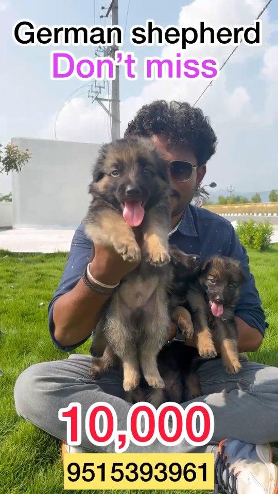 😍German shepherd🐶puppies💥10000💥only don't miss😱 this quality puppy