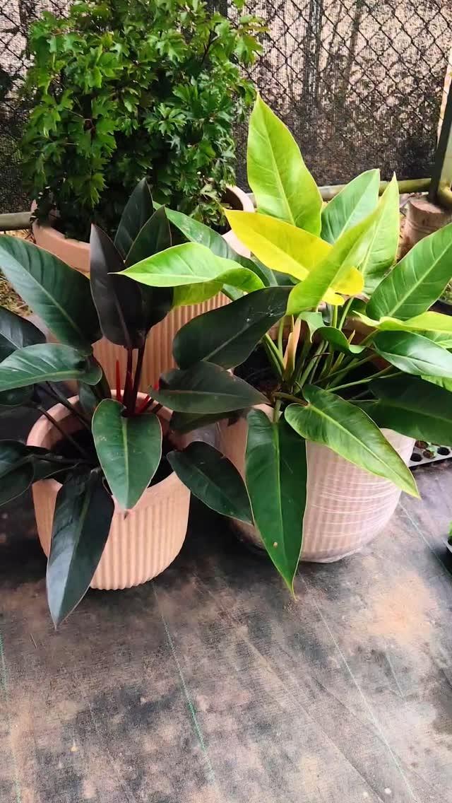 Plant Beauties 💚❤️💛🧡💚

DM us for these beautiful Plants & Pots 8822741515
Or visit us at our plants nursery 
PLANTS N PETALS 
BOKUL BYPASS ROAD 
NIZ-LAHOAL
DIBRUGARH