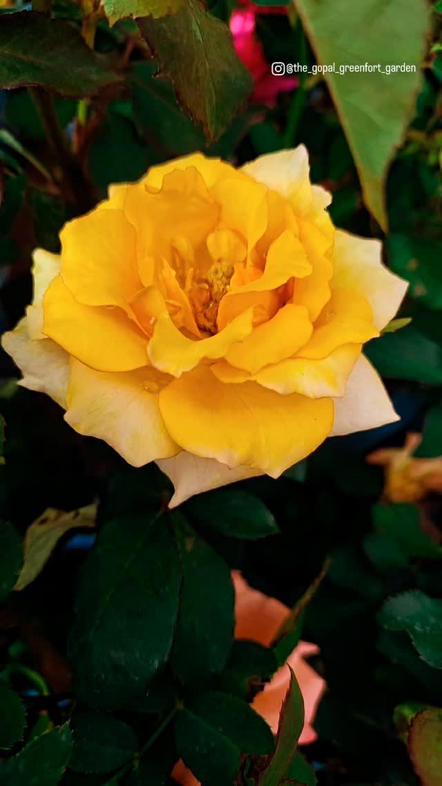 Yellow Rose Vibes 💛 

facebook
creator