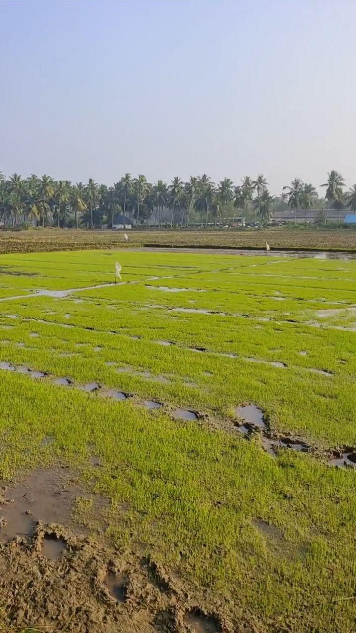 Konaseema
localdiscoveries_
konaseema143loves
#konaseema143loves
Vd : gsm_designs__
#konaseema😍 #konaseema 🌴
#godavari #amlapuram #kothapeta #vadapelli

#konaseema #konaseema_andalu #konarksuntemple #konaseema🌴🌾🌴🌴 #kolkata #telugumemes #telugucinema #telugubgm  #instatravel #telugumemes #telugustatus #telugumovies  #teluguactress #telugubgm #teluguvideos #eastgodavari❤️ #westgodavari #viralvideo గోదారోళ్ళు