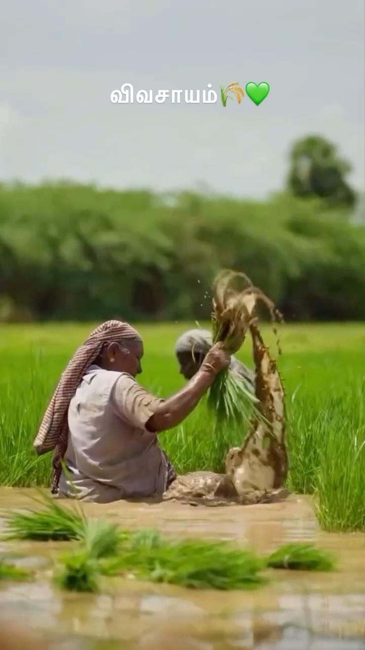 விவசாயம்🌾💚