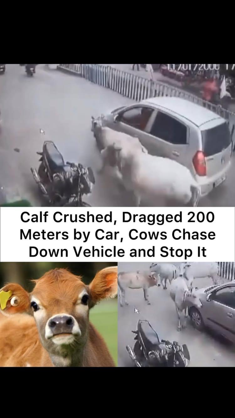 This video is from Raigarh, Chhattisgarh
When a cow’s calf got trapped under a car, the cow ran over and stood in front of the vehicle to prevent it from moving
People rescued the calf, and it is now receiving treatment
raigarh #chattisgarh #cow #calf #trapped #car #people #rescued #treatment #mother #motherhood #dailyupdates #explorepage #newsupdates #fyp 

[Raigarh, Chattisgarh, Cow, Calf, Trapped, Car, People, Rescued, Treatment]