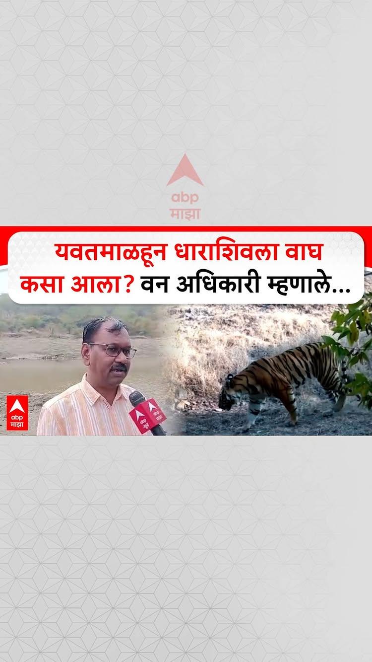 Dharashiv Tiger | यवतमाळहून धाराशिवला वाघ कसा आला? वन अधिकारी म्हणाले