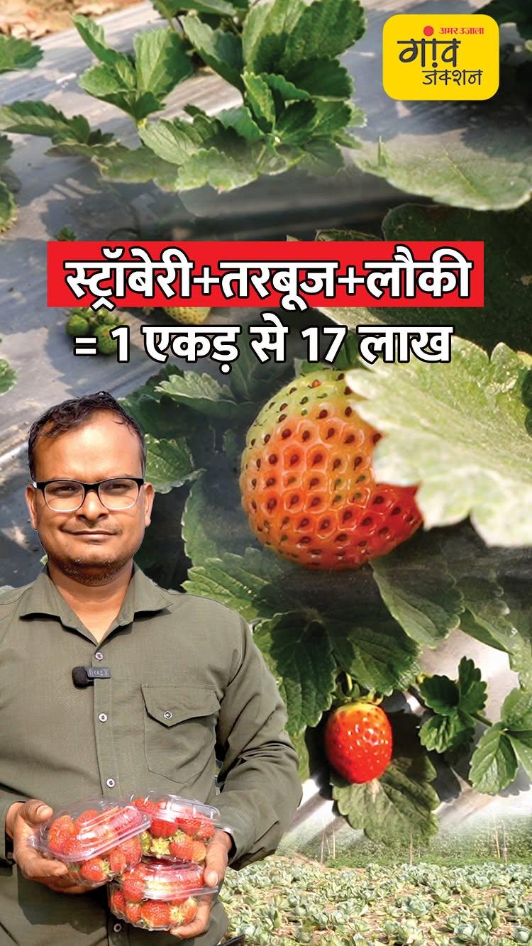 एक एकड़ में 17 लाख की कमाई, कैसे? | Gaon Junction LIVE 

[Strawberry cultivation, strawberry farming, strawberry farming in India, strawberry farming tips, strawberry farming income, strawberry market price, strawberry demand]

#StrawberryFarming #StrawberryCultivation #UttarPradesh #Lucknow #Barabanki 

पूरा वीडियो देखें- https://youtu.be/jaKDLXxeK_g