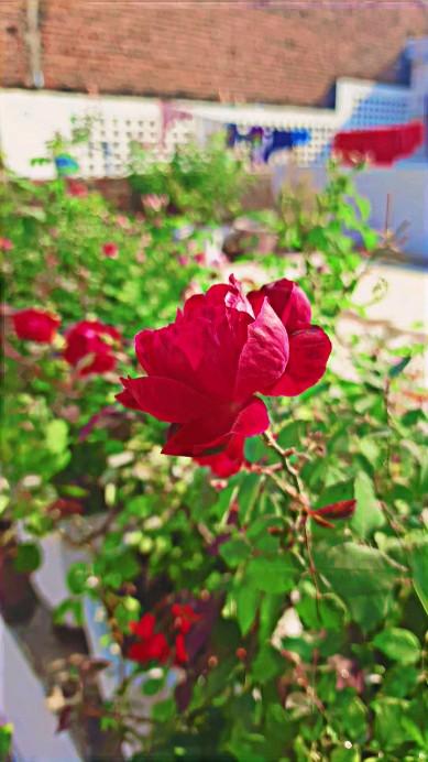 #naturephotography #buds 
#माधवphotography 
#photography📷 #roses

Follow- _beautiful_blossom_ 
  shri_pitambrapeeth

Use -#beautifulblossomdatia 
  #माधवphotography 

roses🌹 
#redroses 

flowers #nature #love #flower #photography #flowerstagram #naturephotography #art #garden #beautiful #photooftheday #spring #datia #flowersofinstagram #instagood #plants #summer #instagram #flowerphotography photo #followforfollowback #naturelovers