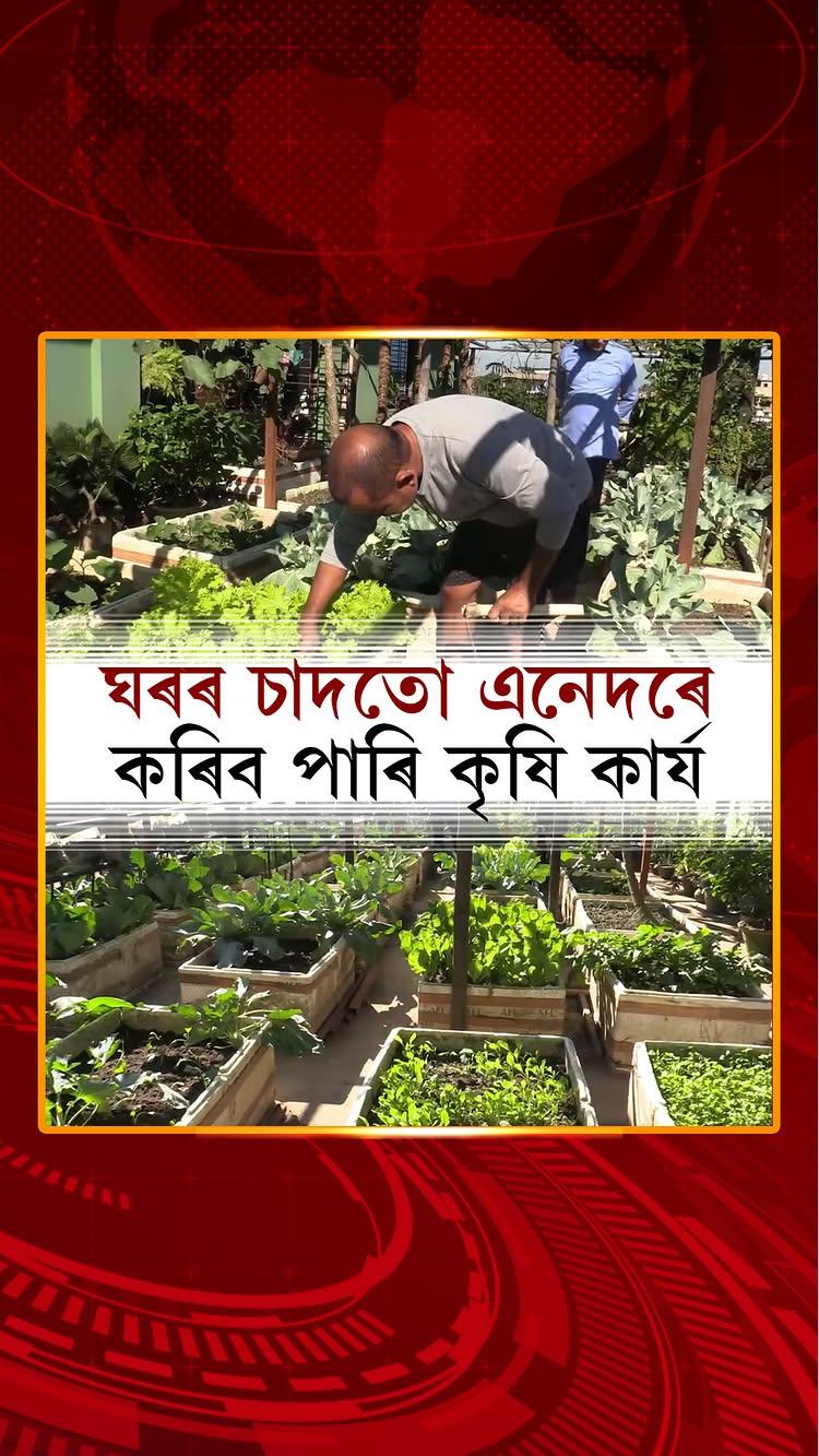 মন কৰিলে ঘৰৰ চাদতো কৰিব পাৰি কৃষিকাৰ্য। ব্যতিক্ৰমী কৃষিকাৰ্যৰে চৰ্চালৈ আহিছে দৰং জিলাৰ মঙলদৈৰ এগৰাকী ব্যক্তি। নিজৰ ঘৰৰ চাদখনত গঢ়ি তুলিছে এখন পাচলিৰ বাগিচা। এই সন্দৰ্ভত চাওঁ আহক আমাৰ এক প্ৰতিবেদন৷