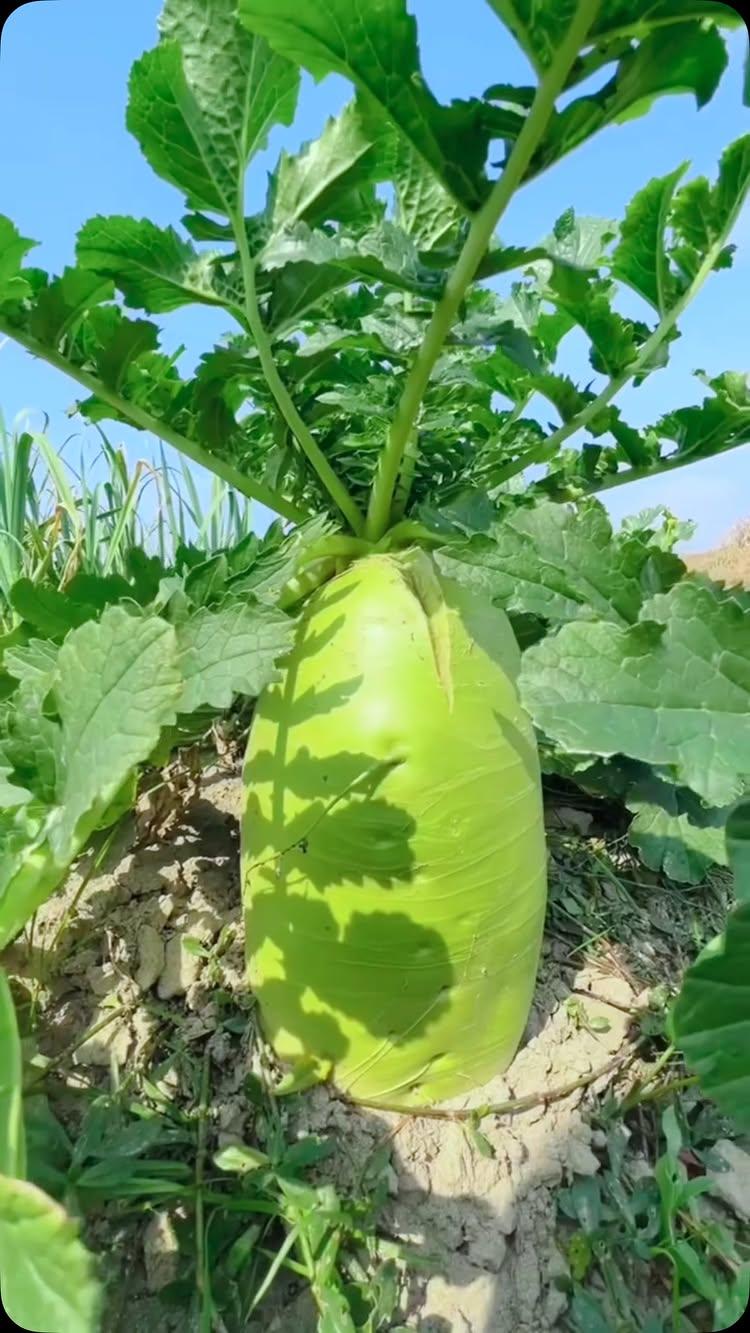 #Radish #radishcake #reels
#instagram #farming #purple #cauliflowers #Cauliflower #cauliflowers #cauliflowerrice #romanesco #love #view #viral
#trending #trendingreels #trendinsongs 
#reels #beautiful #view #viral #video 👳‍♀️👑#king 👳‍♀️👑🌾#lnstagram #reels
#farrminglife #koderma #jharkhand 🌾🤟🏻🙏 25/12/2024