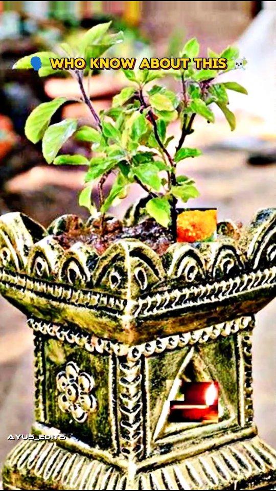 Christmas ❌ Tulsi Pujan ✅
•
•
•
•