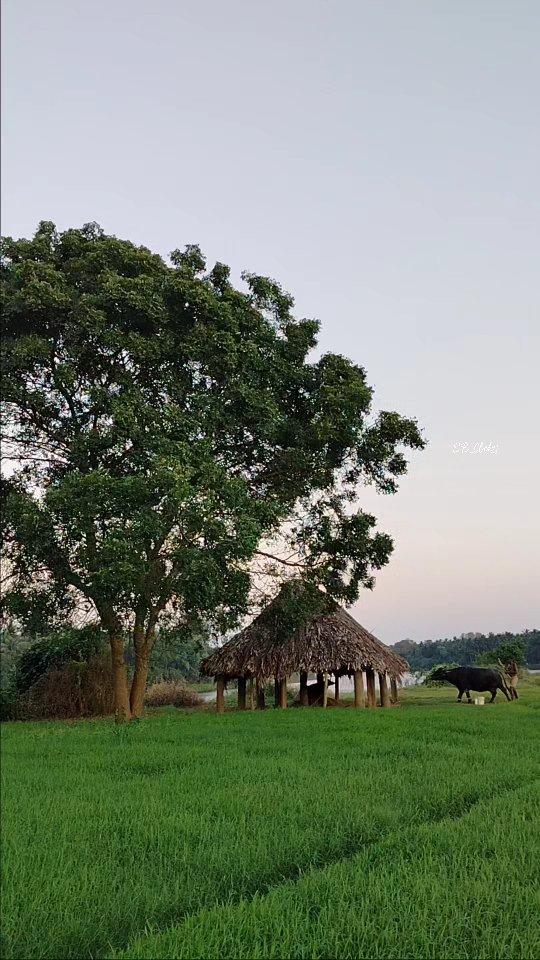 ఒక అద్భుతం ✨🤍
#wonder
#konaseemaandaalu

Welcome to our profile sb_clickss🤗
Do follow for more clicks😍

VC 📹:#sb_clickss

Location 📍: కోనసీమ🏞️🌳🌴

kondukuduru
#mobilephotography
#clicksbyme
#naturelove
#photography
#nature
#photooftheday
#naturephotography
#photographer
#photographylovers
#picoftheday
#naturelovers
#indianphotography
#konaseema
#amalapuram
#uppalaguptam
#sb_clickss
#indiaclicks
#konaseemaclicks
#trending
#instadaily
#instagram
#instalove
#myedits
#lightroom
#photoshoot
#nature3561

konasema_andaluu 
konaseemaclicks 
konaseema.andhaluu 
kondukuduru_akkamma_thalli