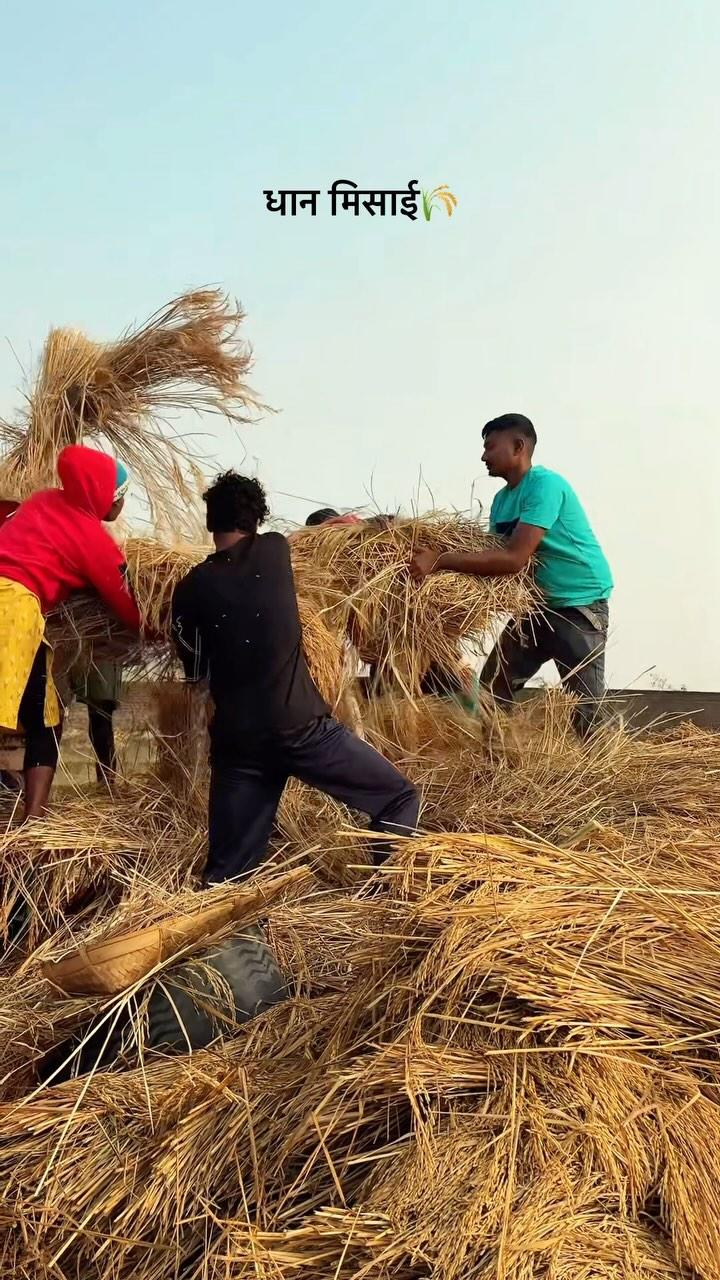 धान मिसाई 🌾Ghar Ka Kaam To Karna Padega😍