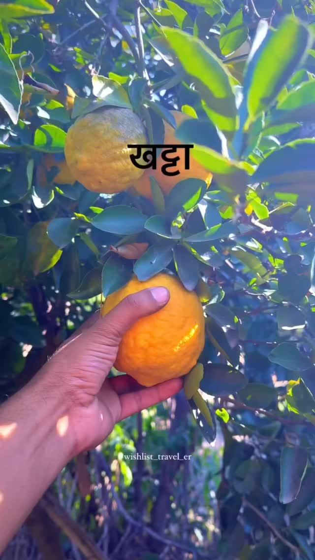 खट्टा 😋
📹:wishlist_travel_er 
Follow:kangralocal
Tag Us Or Use Our Hashtag For Features 
#beautifulhimachal 😇