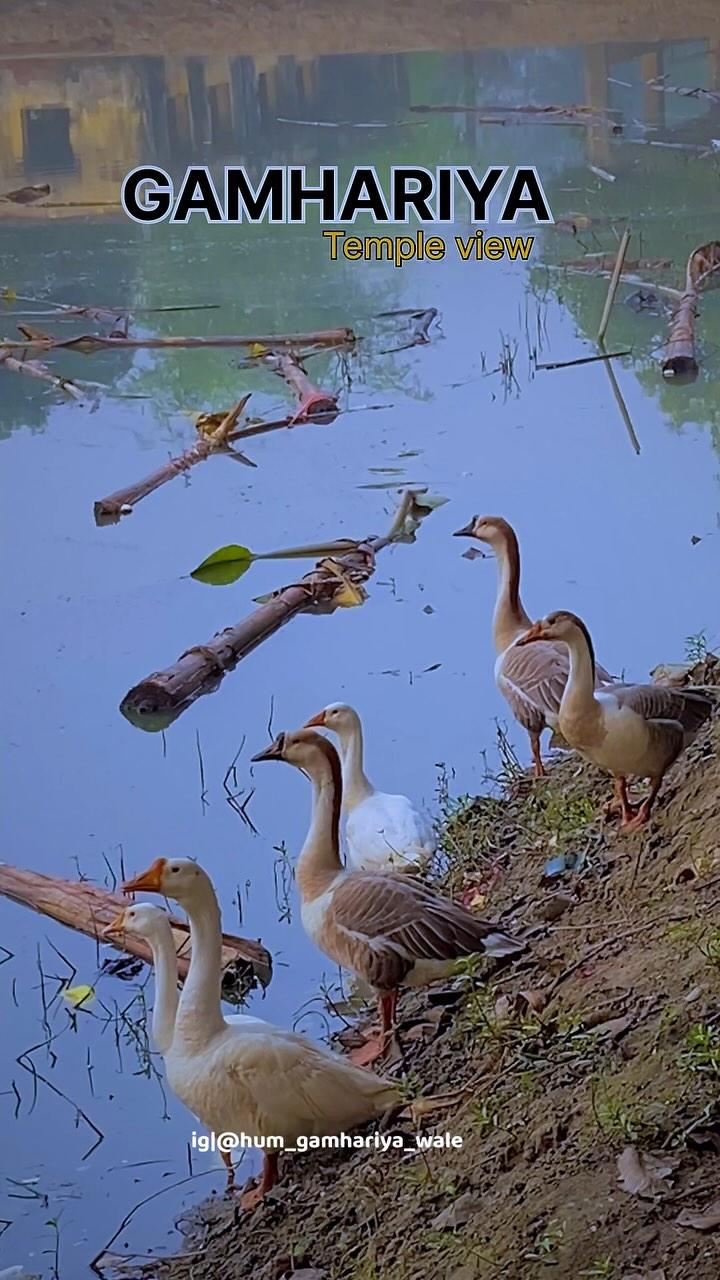 #gamhariya#madhepura#india#réel#trendingreels#cinematography ma