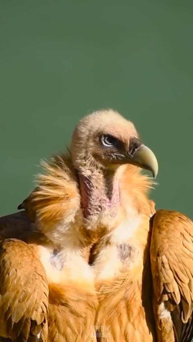 This intimate encounter with a Himalayan Griffon, a critically endangered species, reveals the intricate beauty and power of nature
These moments are precious, reminding us of the importance of conservation and cherishing the wild
vc- Mahesh Negi Ronseru