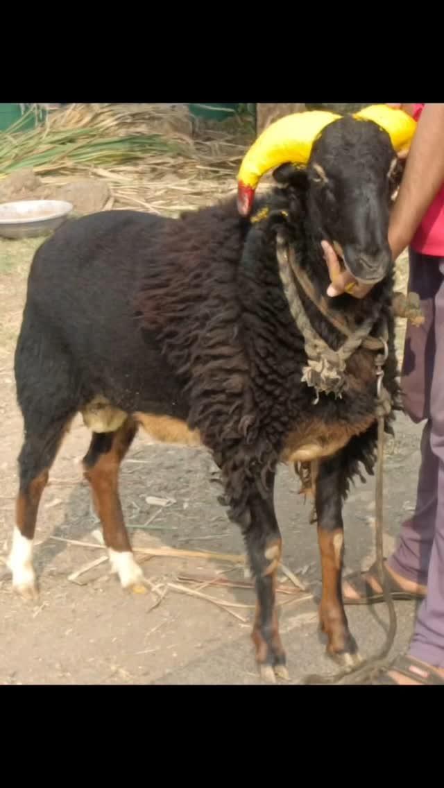 0🦷🐏ಅಣ್ಣಾರ ಈ ಮರಿ ಕೊಡೋದ್ ಐತೆ ನೋಡ್ರಿ🐏