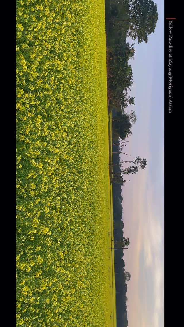 Yellow paradise at Mayong,Assam🍃