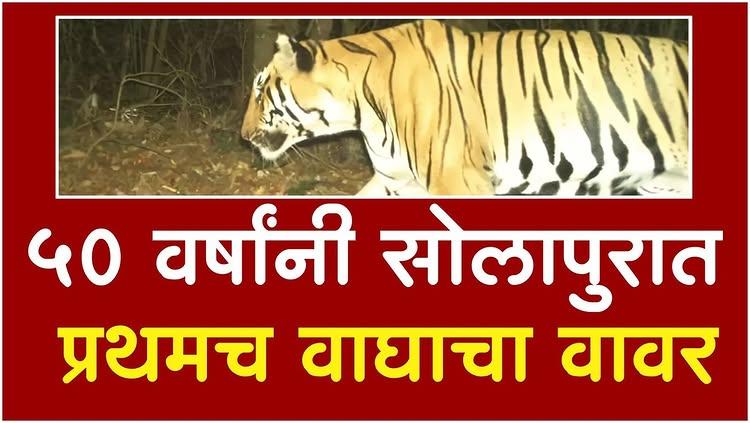 ५० वर्षांनी सोलापुरात प्रथमच वाघाचा वावर |  Tiger | Tipeshwar Tiger's