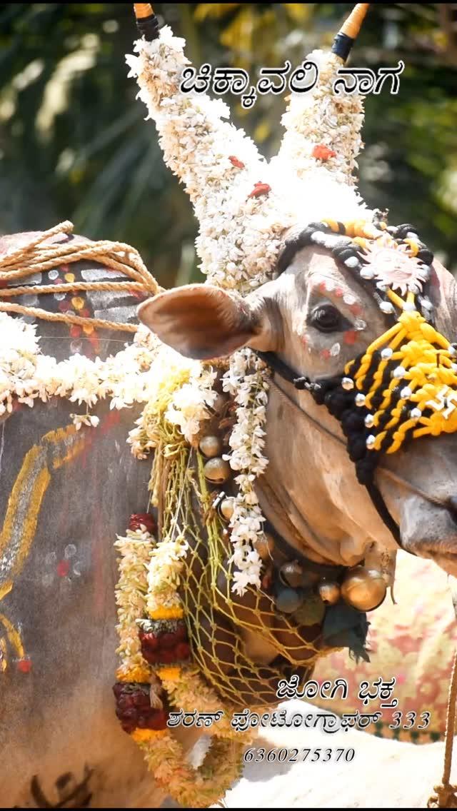 💞ಮುಗ್ದ ಮನಸಿನ ಜೀವ 🌎👀
🍁ಮಲೆನಾಡ ಮಾಣಿಕ್ಯ ✨💎
🚩ಜೈ ಹೋರಿ ಹಬ್ಬ 🙏
🙏ಗೋ ರಕ್ಷಣೆ ನಮ್ಮೆಲ್ಲರ ಹೊಣೆ 🚩🍁
💫ಹೋರಿ ಹಬ್ಬ ಉಳಿಸಿ ಬೆಳಸಿ 🙏🚩
💞ಜೈ ಜವಾನ್ ಜೈ ಕಿಸಾನ್ 🔱
🔰
🔰
chikkavali_naga52official_page
🙏🚩ಪ್ಲೀಸ್ ಫಾಲೋ ಮಾಡಿ ಸಪೋರ್ಟ್ ಮಾಡಿ 🙏🚩

ಹೋರಿಹಬ್ಬ
#horihabbadaabhimanigalu #hori 
#soraba 
#haveri #shiralkoppa 
#shikaripura 
#ranebennuru 
#shimogga 
#nammashivamogga 
#soraba 
#ranebennurkaaraja227⚡🔥🚩 
#ntcsarkar 
#hari 
#horihabba 
#bull 
#tamilnadu 
#bulls 
#jallikattu🐂 
#andràtuttobene 
#vidio 
#photo 
#reels 
#videoediting 

ಪ್ಲೀಸ್ ಸಪೋರ್ಟ್ ಮಾಡಿ 🙏🚩